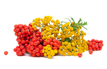 Tansy flowers and berries red mountain ash isolated on a white b