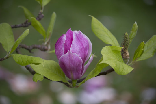 magnolia fleur printemps pink flower