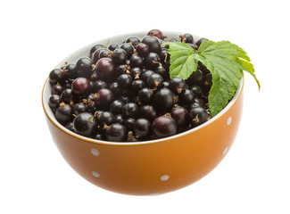 Black currant