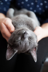 Young gray cat sleeping in a hands