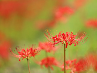 彼岸花の秋