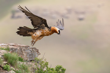 Adult bearded vulture take off from mountain after finding food - 75252786
