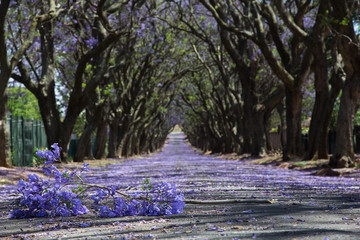 Suburban road with line of jacaranda trees and small branch with
