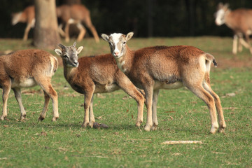 muflone mammiffero selvaggio poppi