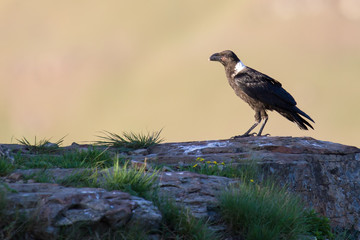 White necked raven perching on a rock on top of a mountain