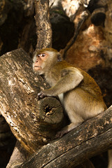 Tired Monkey