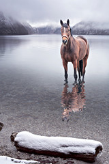 horse in the water