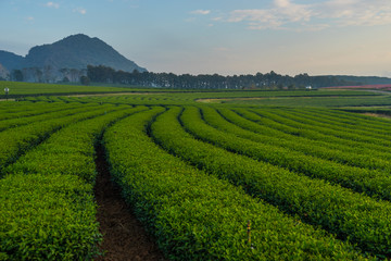 Fototapeta na wymiar Green tea field in the morning