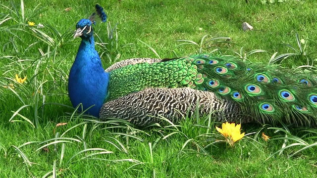 Awesome peacock