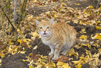 ginger cat (closeup) in the garden