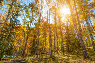 birch grove in the autumn
