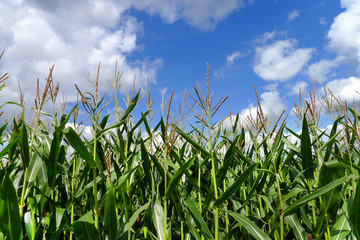 Maispflanzen vor blau-weissem Himmel
