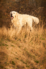 Obraz premium young golden retriever dog