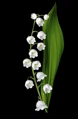 Fototapeten Maiglöckchen The branch of lilies of the valley flowers isolated on black bac  © alenalihacheva