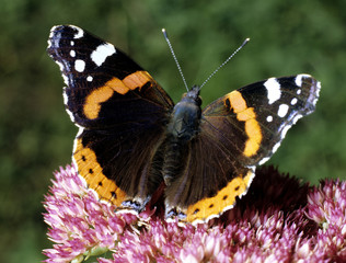 Admiral, Vanessa atalanta,