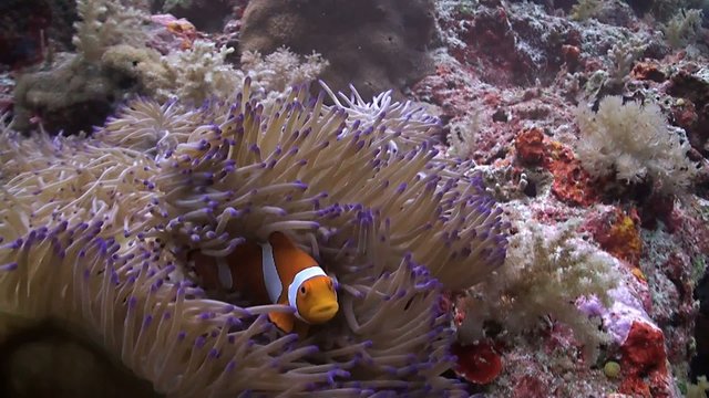 Clown anemonefish