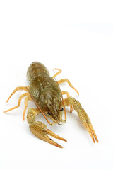 écrevisse