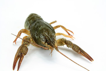 écrevisse
