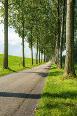 Country road between rows of tall trees