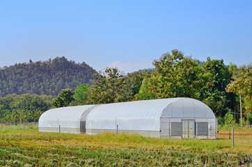 Green house