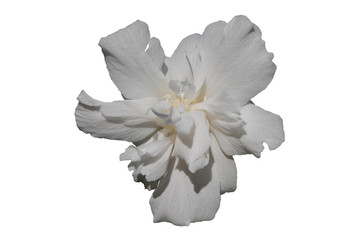 White hibiscus flower on white background