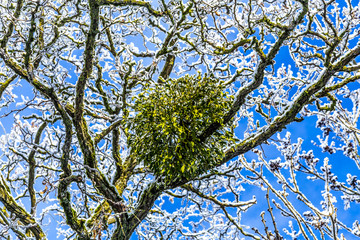 Naklejka premium mistletoe in the tree