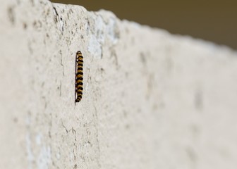 Caterpillar on wall