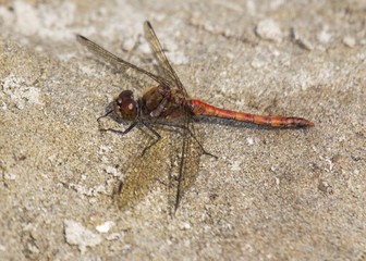 Dragonfly