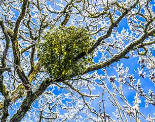 Obraz premium mistletoe in the tree