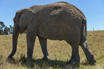 African elephant in Chapel & Lapa reserve