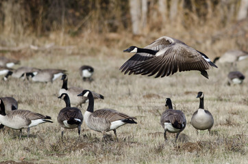 Obraz na płótnie Canvas Canada Geese Taking to Flight from an Autumn Field