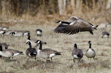 Canada Geese Taking to Flight from an Autumn Field