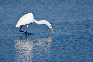 Great Egret Hunting for Fish