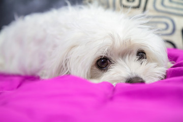 Puppy lying on the bed