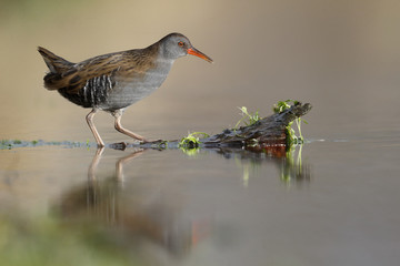 Water rail, Rallus aquaticus