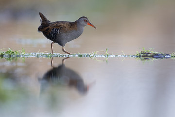 Water rail, Rallus aquaticus