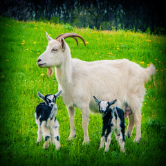 Goat and  kids