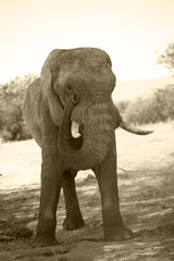Fototapeta na wymiar Elefante nel namib
