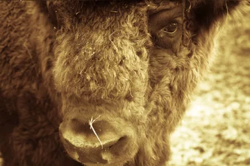 Foto op Plexiglas Portrait of bison. Sharpness on eyes. tinted © strannik_fox