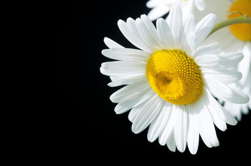 Beautiful daisy closeup on a black background