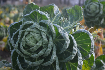 a field of Brussel sprouts