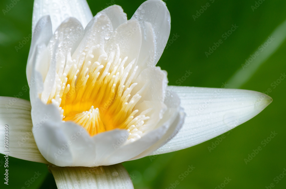 Sticker White lotus flower