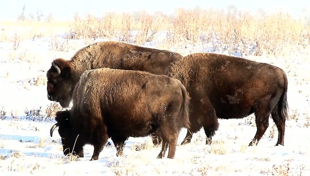 wild bison in the wild, nature series 
