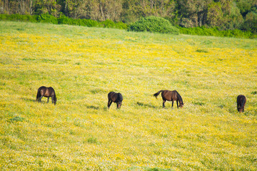four brown horses in a yellow and green meadow