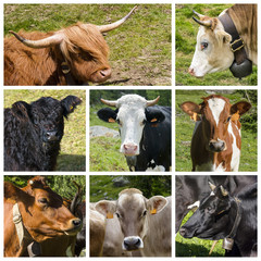 Cows collage