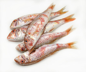 Fresh red mullet