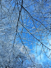 Blick durch verschneite Bäume