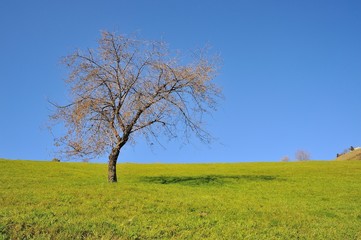 tree on mountain meadow and blue sky