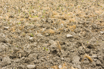 after harvest