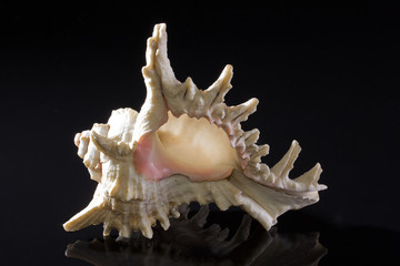 single seashell isolated on black background